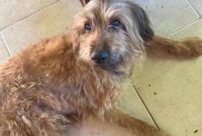 Discovery alert Dog miscegenation  Male Ligardes France