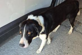 Discovery alert Dog Male Labarthe-Rivière France