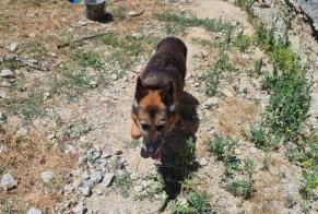 Discovery alert Dog  Male Saint-Victor-de-Cessieu France