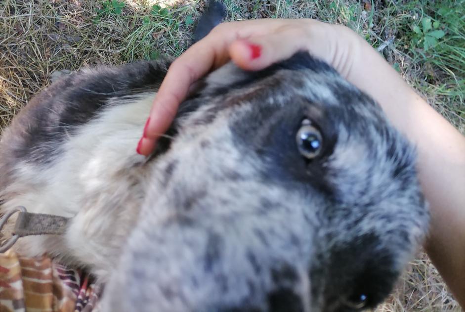 Discovery alert Dog  Unknown Saint-Gérons France