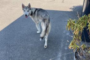 Discovery alert Dog  Male Chavanod France