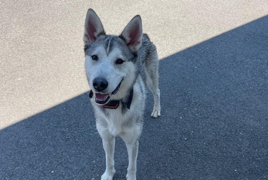 Discovery alert Dog  Male Chavanod France