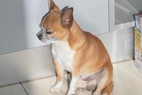Disappearance alert Dog  Male , 8 years Boujan-sur-Libron France