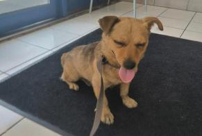 Discovery alert Dog miscegenation  Male Morsang-sur-Orge France