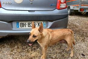 Discovery alert Dog miscegenation  Female Béguey France