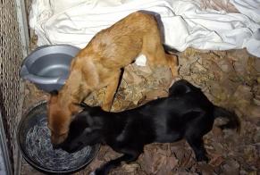 Discovery alert Dog miscegenation  Female Châteaurenard France