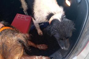 Discovery alert Dog  Unknown Treffieux France