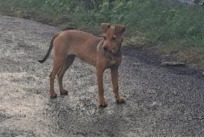 Discovery alert Dog Unknown Saint-Pierre France