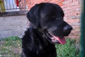 Discovery alert Dog  Unknown Mézières-en-Gâtinais France