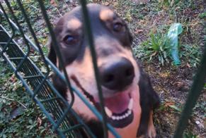 Discovery alert Dog miscegenation  Unknown Mézières-en-Gâtinais France