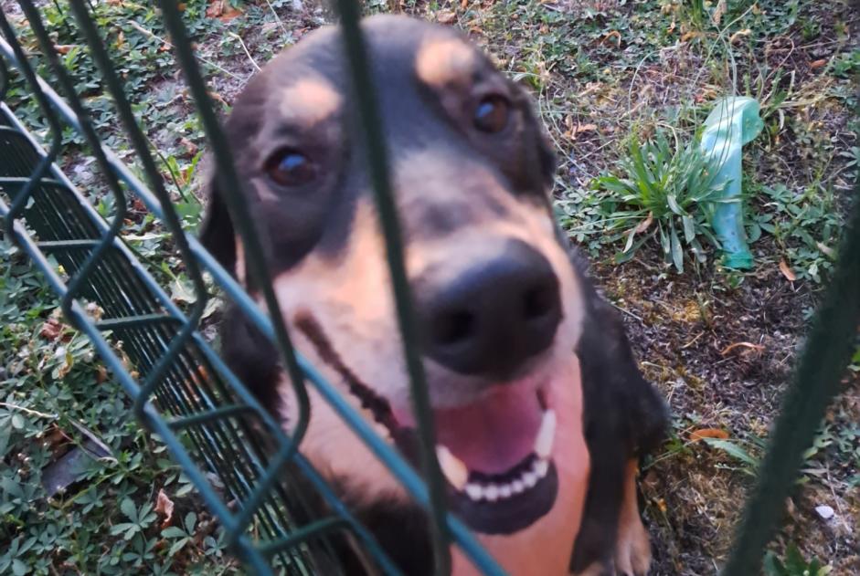 Discovery alert Dog miscegenation  Unknown Mézières-en-Gâtinais France
