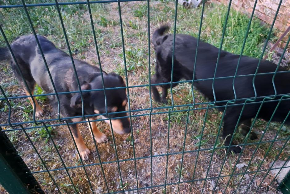 Discovery alert Dog miscegenation  Unknown Mézières-en-Gâtinais France