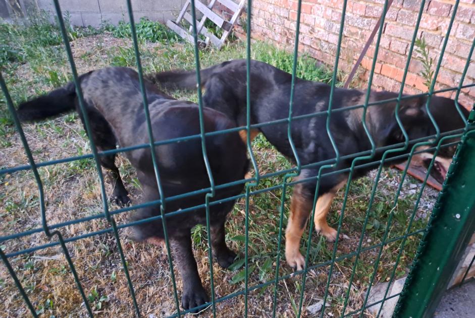 Discovery alert Dog miscegenation  Unknown Mézières-en-Gâtinais France