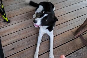 Discovery alert Dog miscegenation  Male Ussac France