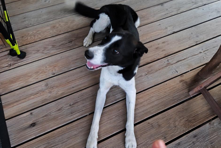 Discovery alert Dog miscegenation  Male Ussac France