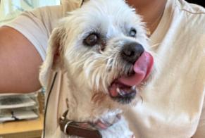Discovery alert Dog  Female Biguglia France
