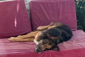 Discovery alert Dog Female Poitiers France