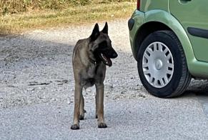 Discovery alert Dog  Unknown Rouvres France