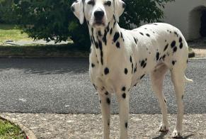 Disappearance alert Dog  Female , 6 years Verneuil d'Avre et d'Iton France