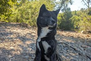 Disappearance alert Dog  Female , 2 years Saint-Martin-de-Crau France