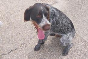 Discovery alert Dog Male Bouillargues France