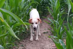 Discovery alert Dog miscegenation  Male Plélauff France