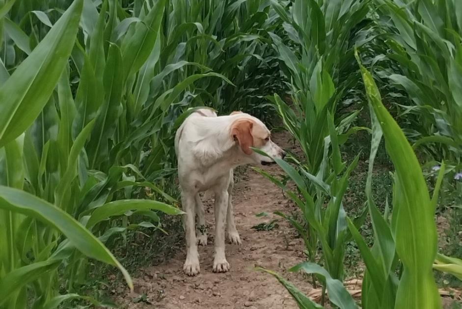 Discovery alert Dog miscegenation  Male Plélauff France