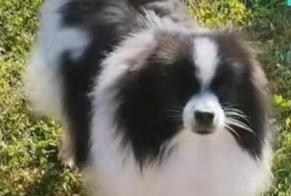 Disappearance alert Dog  Male , 6 years Le Cateau-Cambrésis France