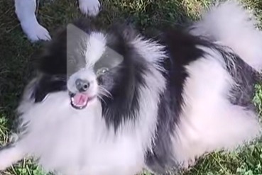 Disappearance alert Dog  Male , 6 years Le Cateau-Cambrésis France