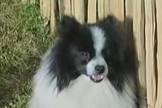 Disappearance alert Dog  Male , 6 years Le Cateau-Cambrésis France