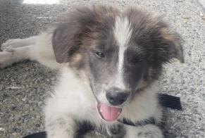 Discovery alert Dog Male Pau France