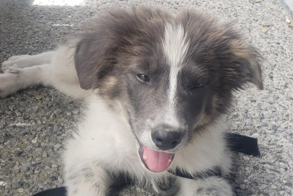Discovery alert Dog Male Pau France