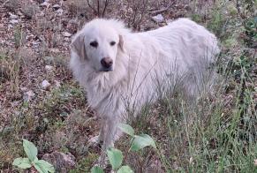Discovery alert Dog  Unknown Vérignon France