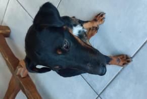 Discovery alert Dog Female Beauvoisin France