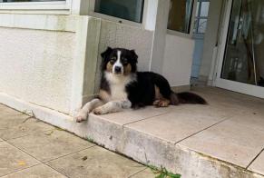 Alerta de Desaparición Perro  Hembra , 7 años Brocas Francia