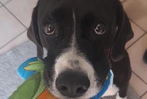 Alerta de Desaparición Perro  Hembra , 5 años Gaillard Francia