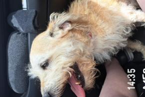 Alerta de Hallazgo Perro Hembra Cour-sur-Loire Francia