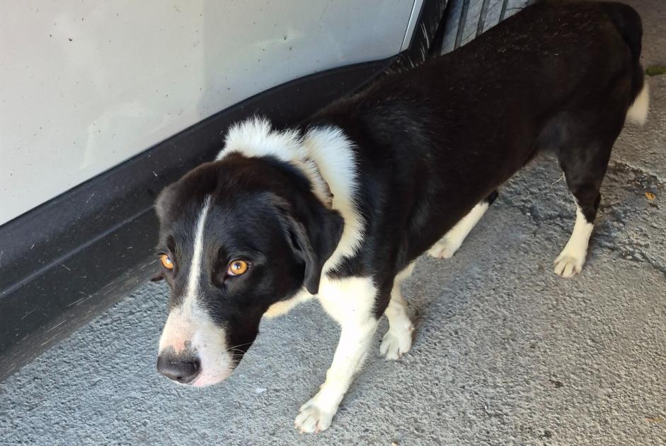 Alerta de Hallazgo Perro Macho Labarthe-Rivière Francia