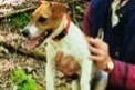 Alerta de Desaparición Perro  Hembra , 4 años Plassac Francia