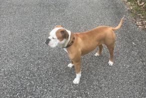 Alerta de Desaparición Perro  Hembra , 3 años Saint-Baldoph Francia