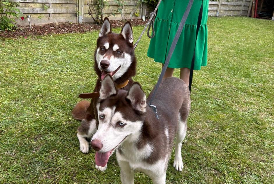 Alerte Découverte Chien  Inconnu Villeneuve-d'Ascq France