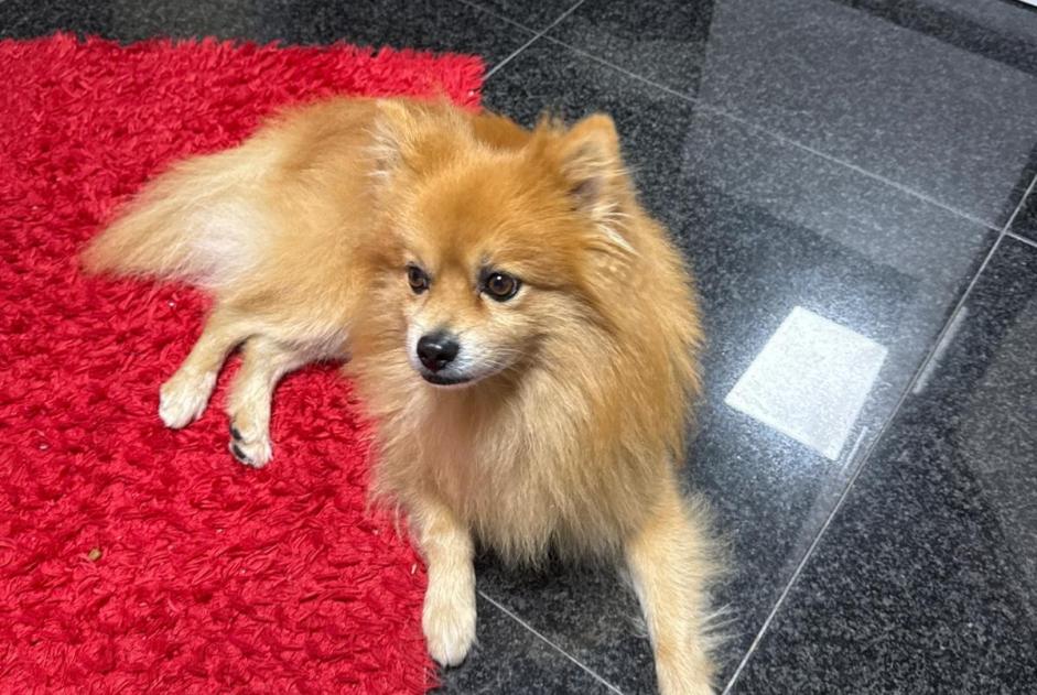 Alerte Disparition Chien  Mâle , 10 ans Paris France