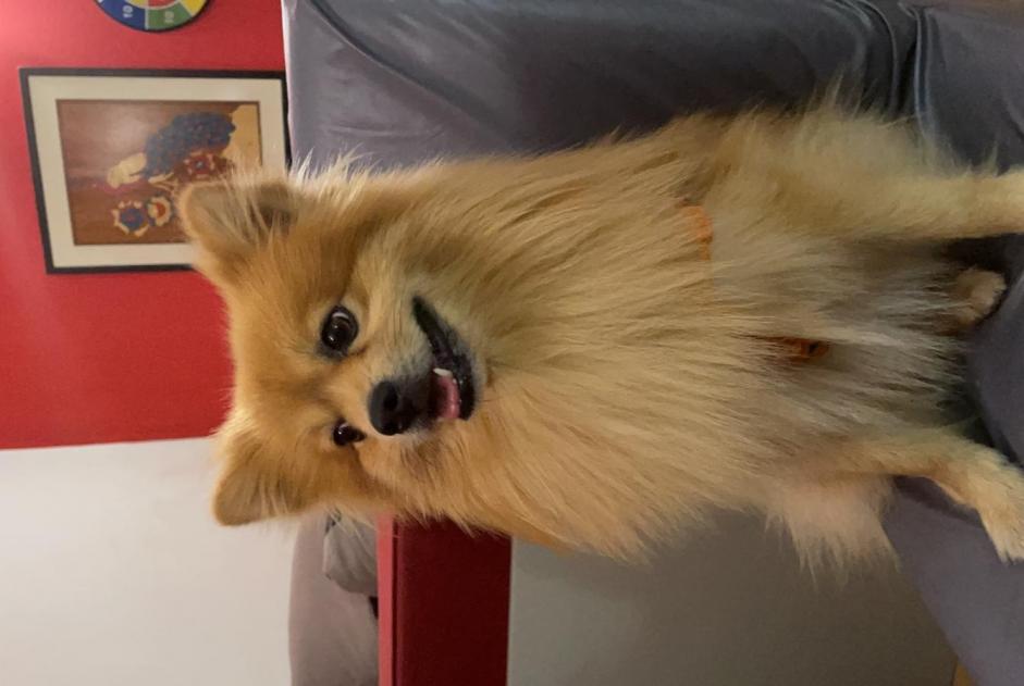 Alerte Disparition Chien  Mâle , 10 ans Paris France