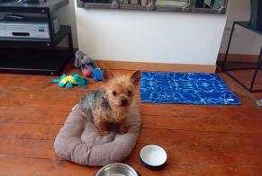 Alerte Disparition Chien  Mâle , 14 ans Béthune France