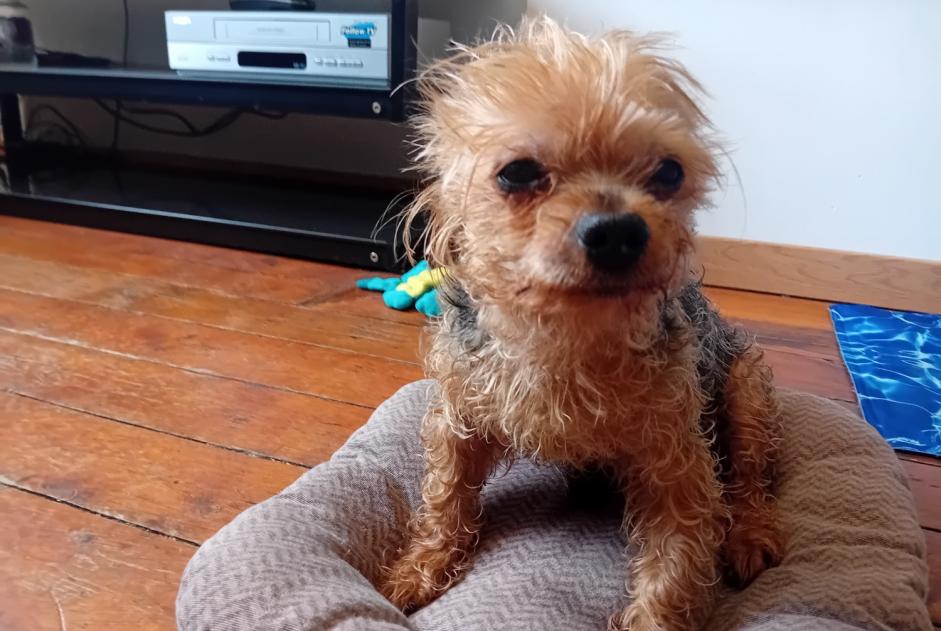 Alerte Disparition Chien  Mâle , 14 ans Béthune France