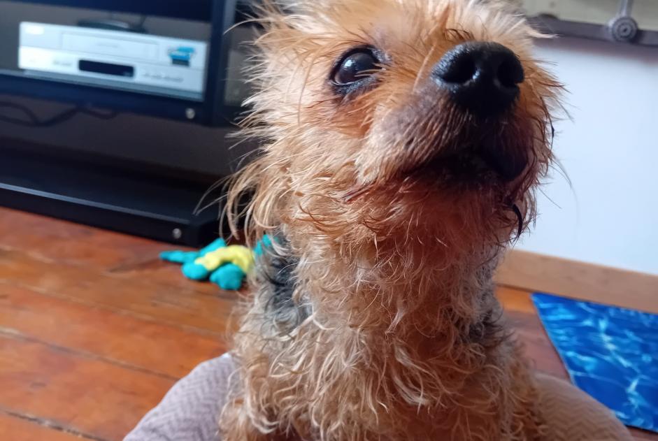Alerte Disparition Chien  Mâle , 14 ans Béthune France