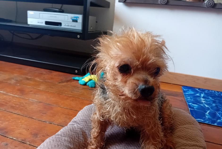Alerte Disparition Chien  Mâle , 14 ans Béthune France