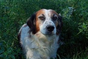 Alerte Disparition Chien croisement  Femelle , 15 ans Les Brunels France