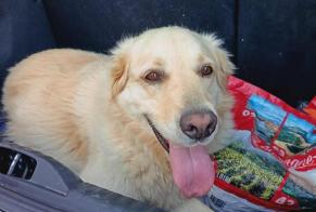 Alerte Découverte Chien  Inconnu La Bénisson-Dieu France