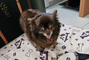 Alerte Découverte Chien  Femelle , 6 ans Nîmes France